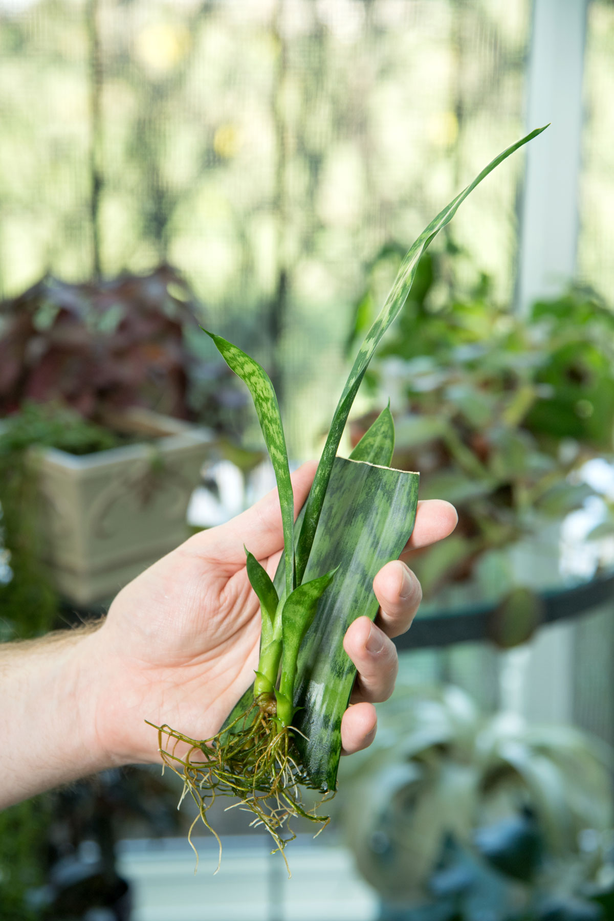 snake-plant-plants-to-propagate-in-water