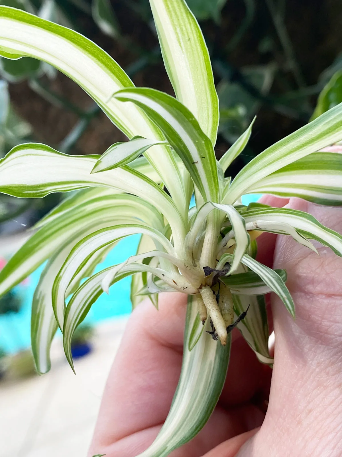 spider-plant-plants-to-propagate-in-water