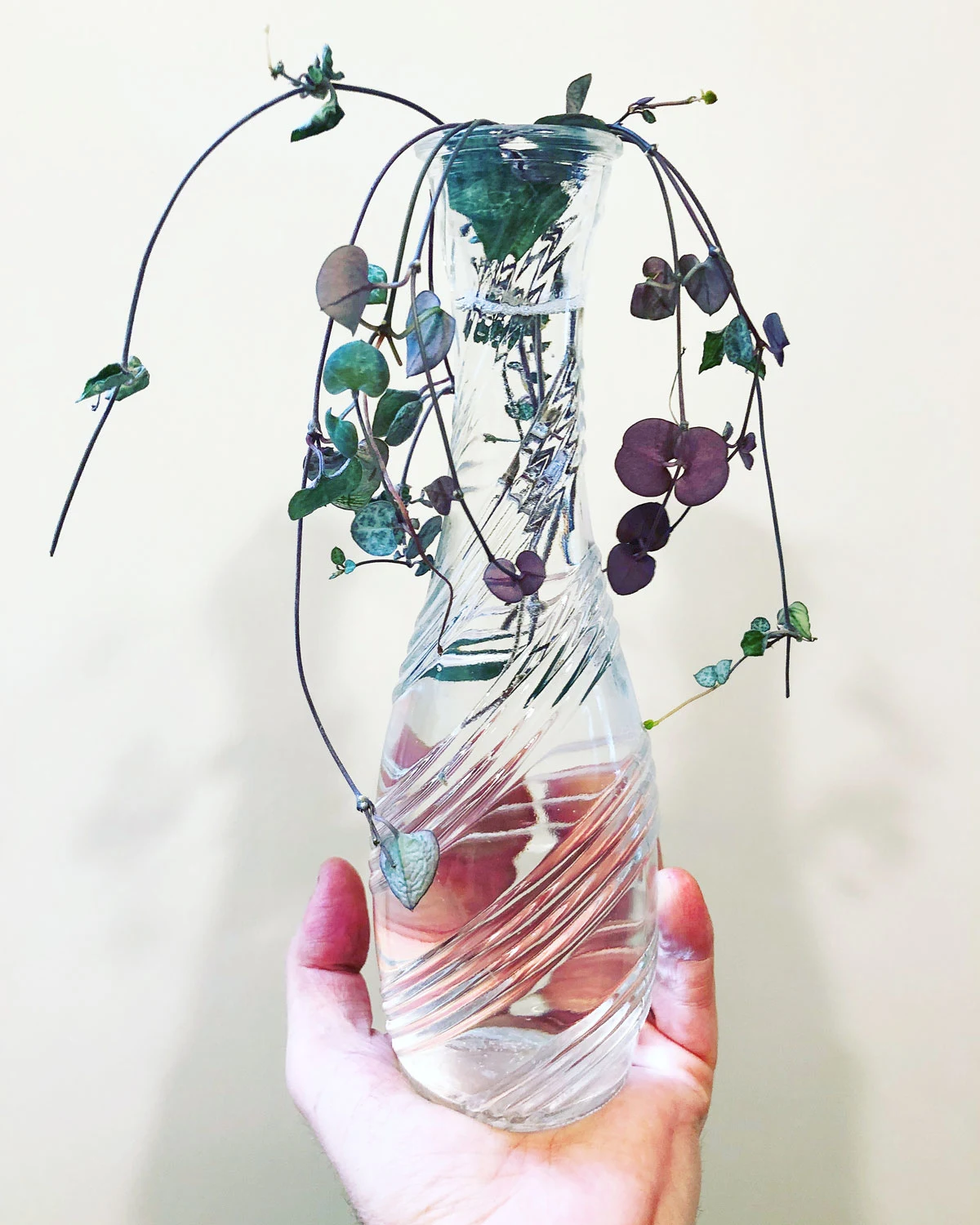 string-of-hearts-plants-to-propagate-in-water