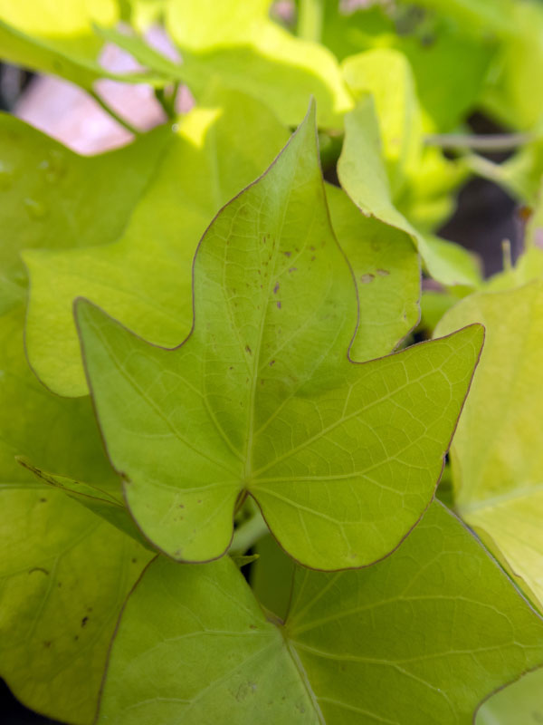 sweet-potato-vine-front-porch-shade