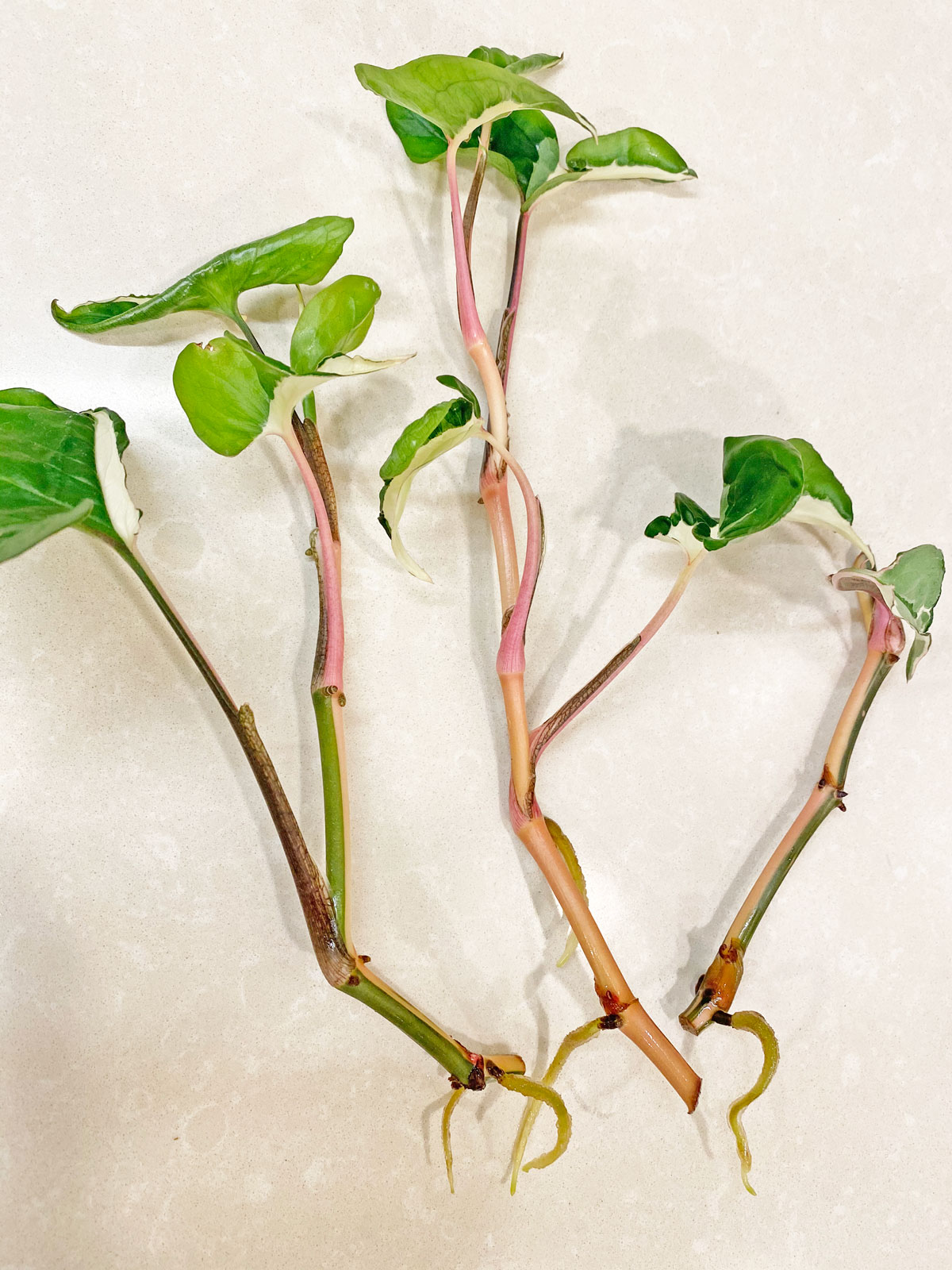 syngonium-plants-to-propagate-in-water