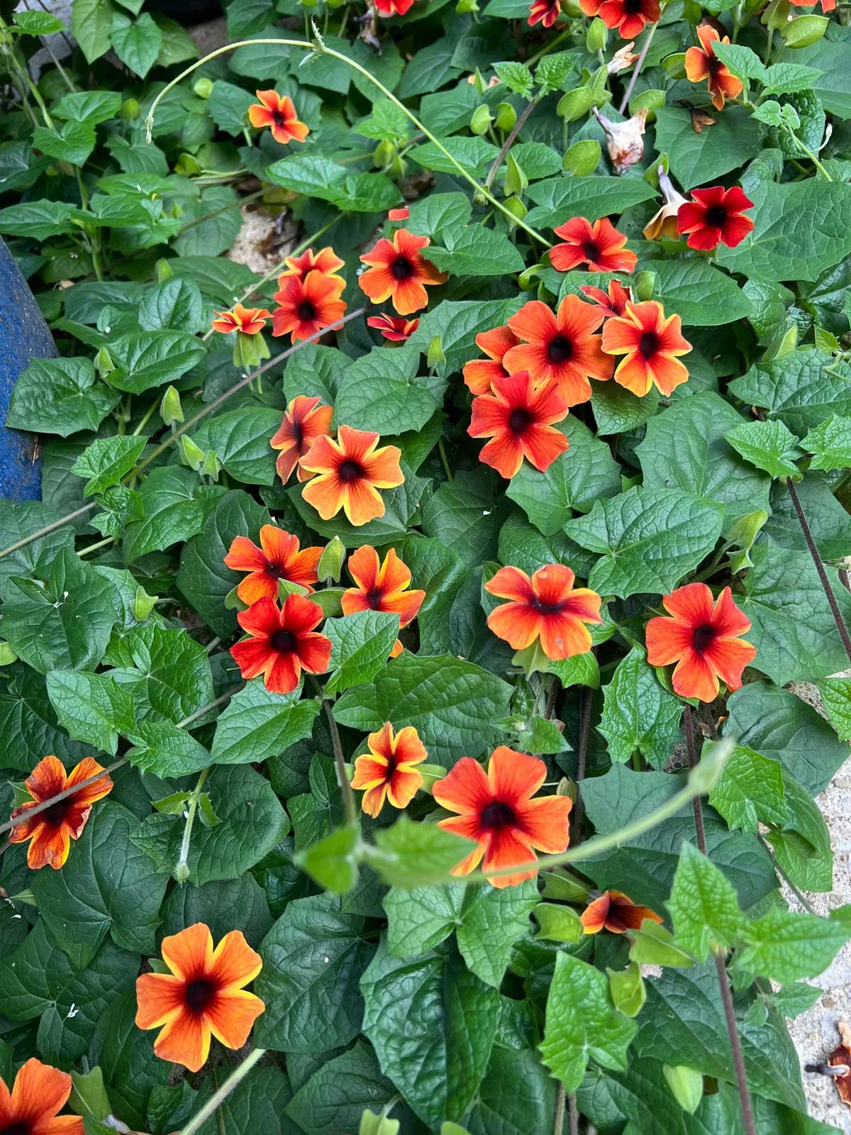 thunbergia-flowers-that-bloom-all-summer