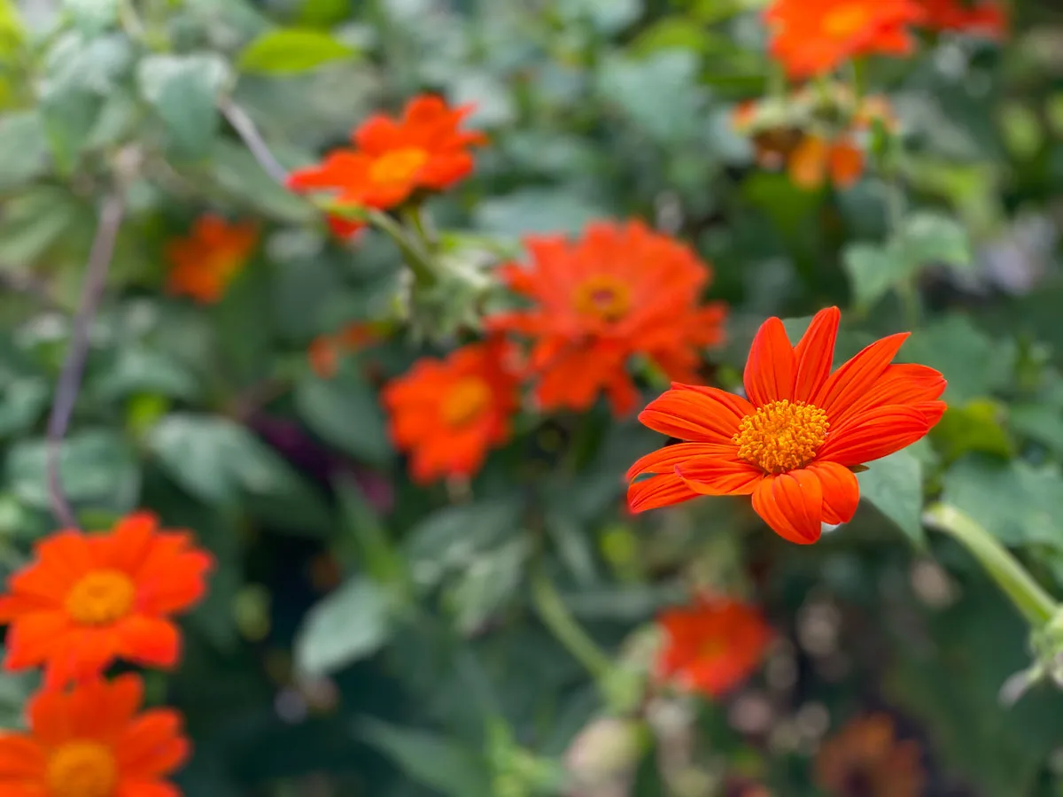 tithonia-flowers-that-bloom-all-summer