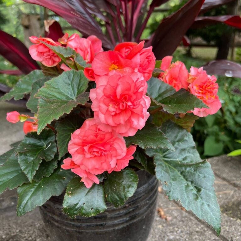 15 Shade Plant Choices for Front Porch Flower Pots