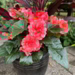 15 Shade Plant Choices for Front Porch Flower Pots tuberous-begonia-front-porch-shade