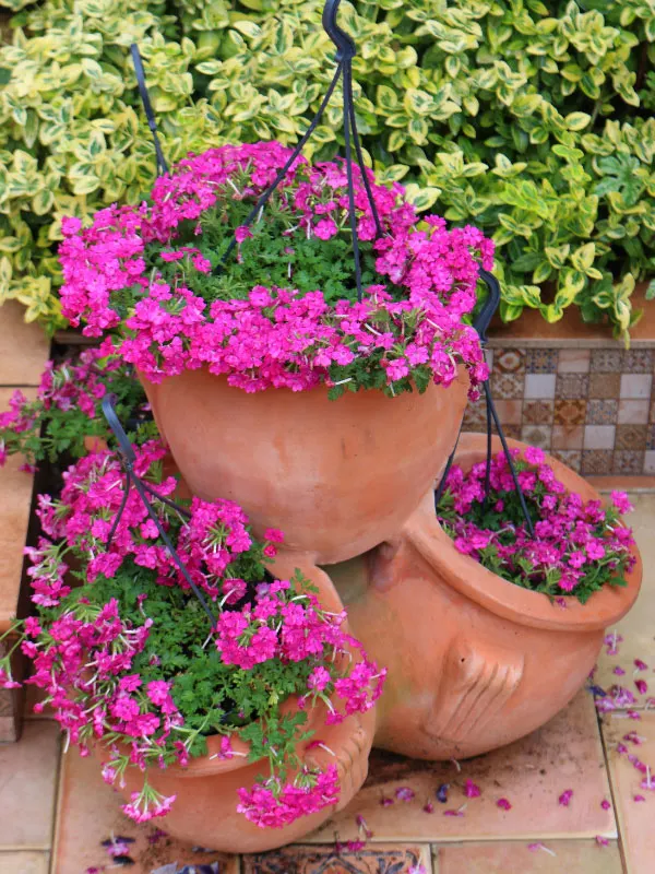 verbena-flowers-that-bloom-all-summer