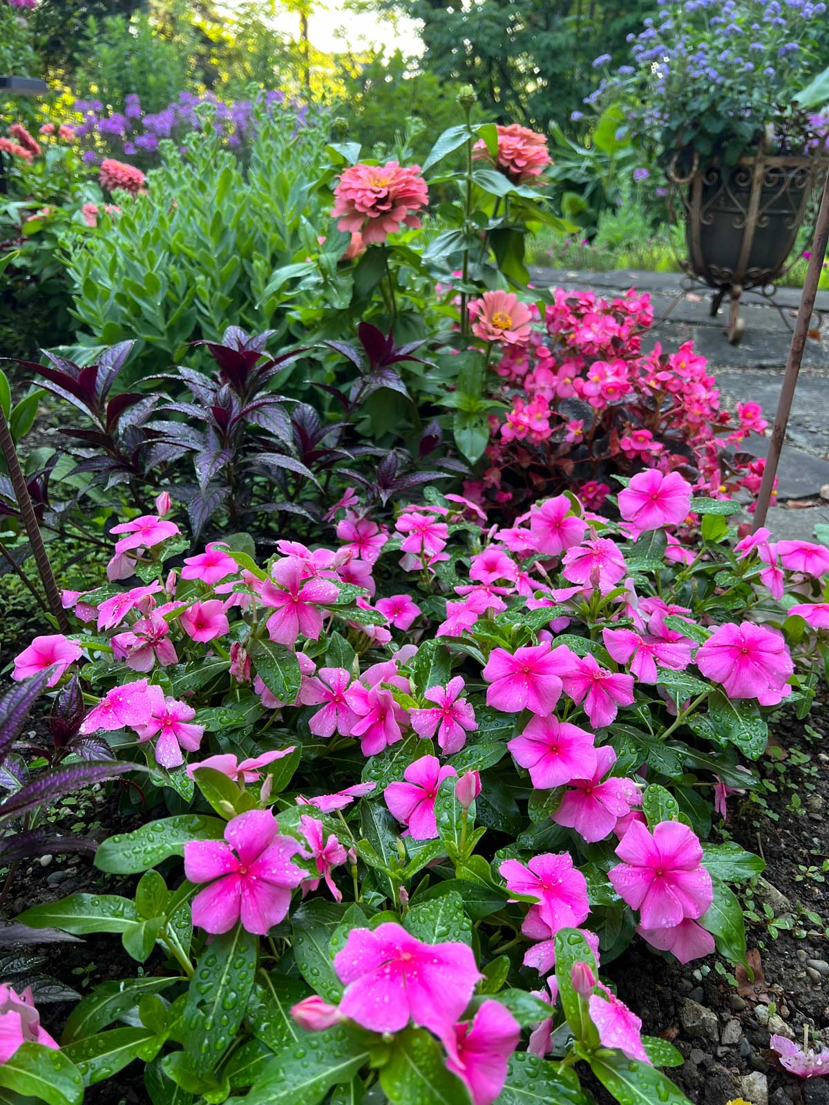 vinca-flowers-that-bloom-all-summer