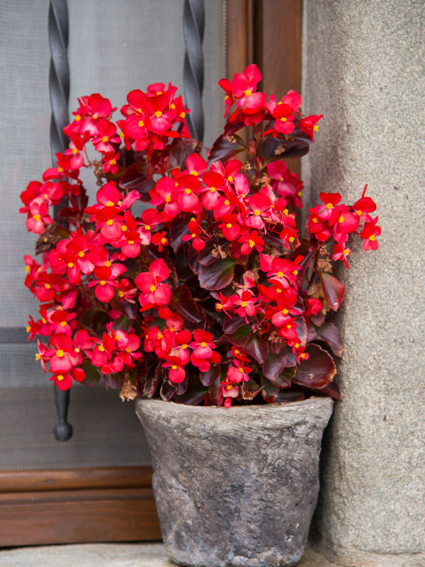 wax-begonia-front-porch-shade