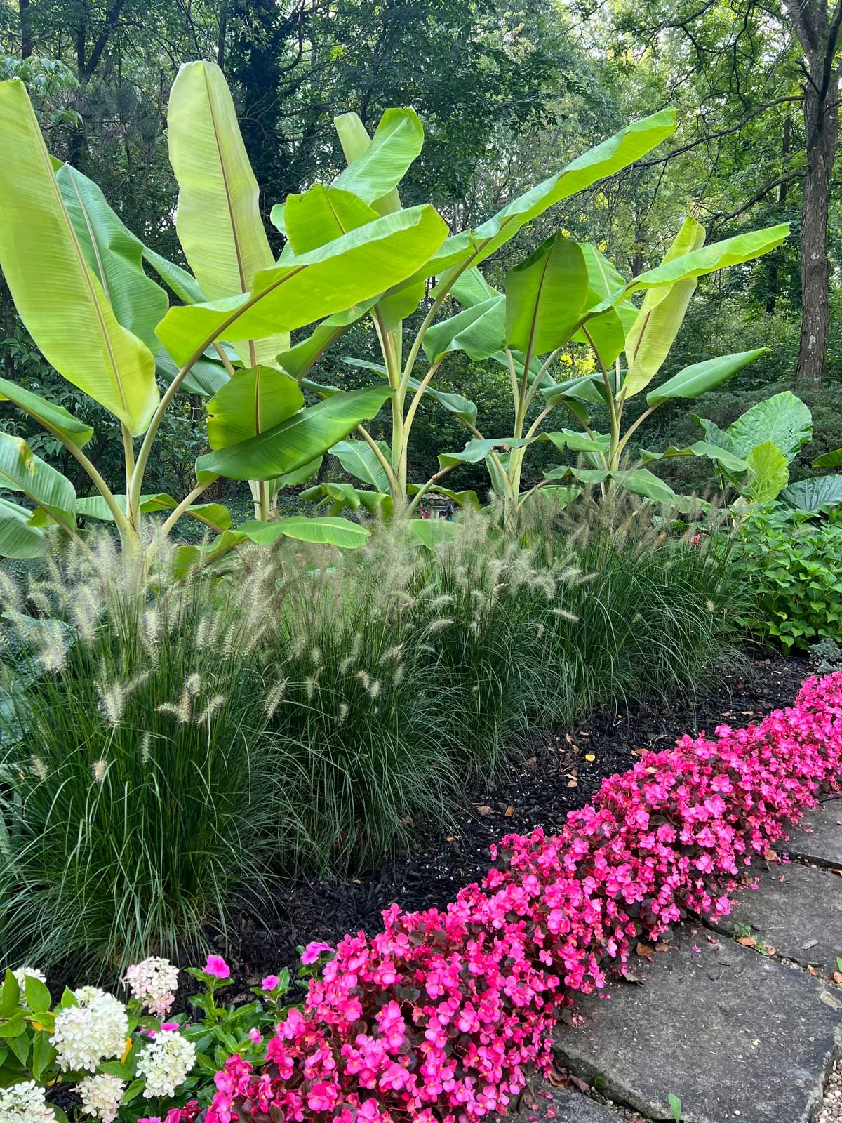 waxbegonia-flowers-that-bloom-all-summer