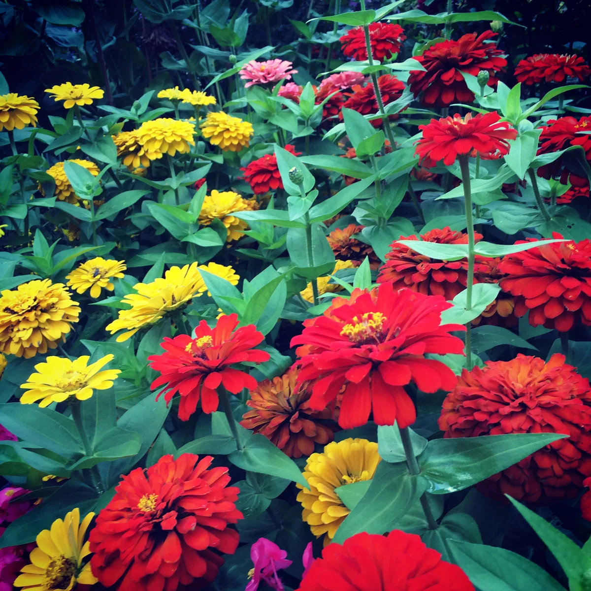 zinnia-flowers-that-bloom-all-summer