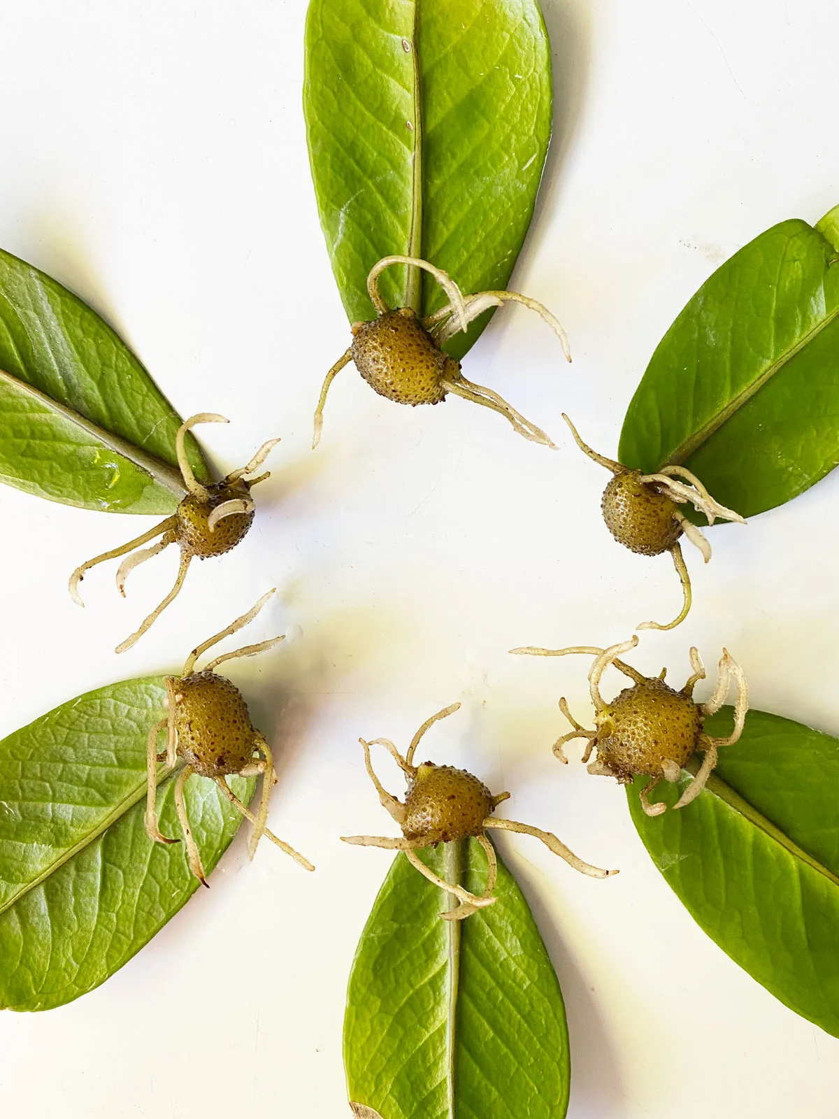 zz-plant-plants-to-propagate-in-water