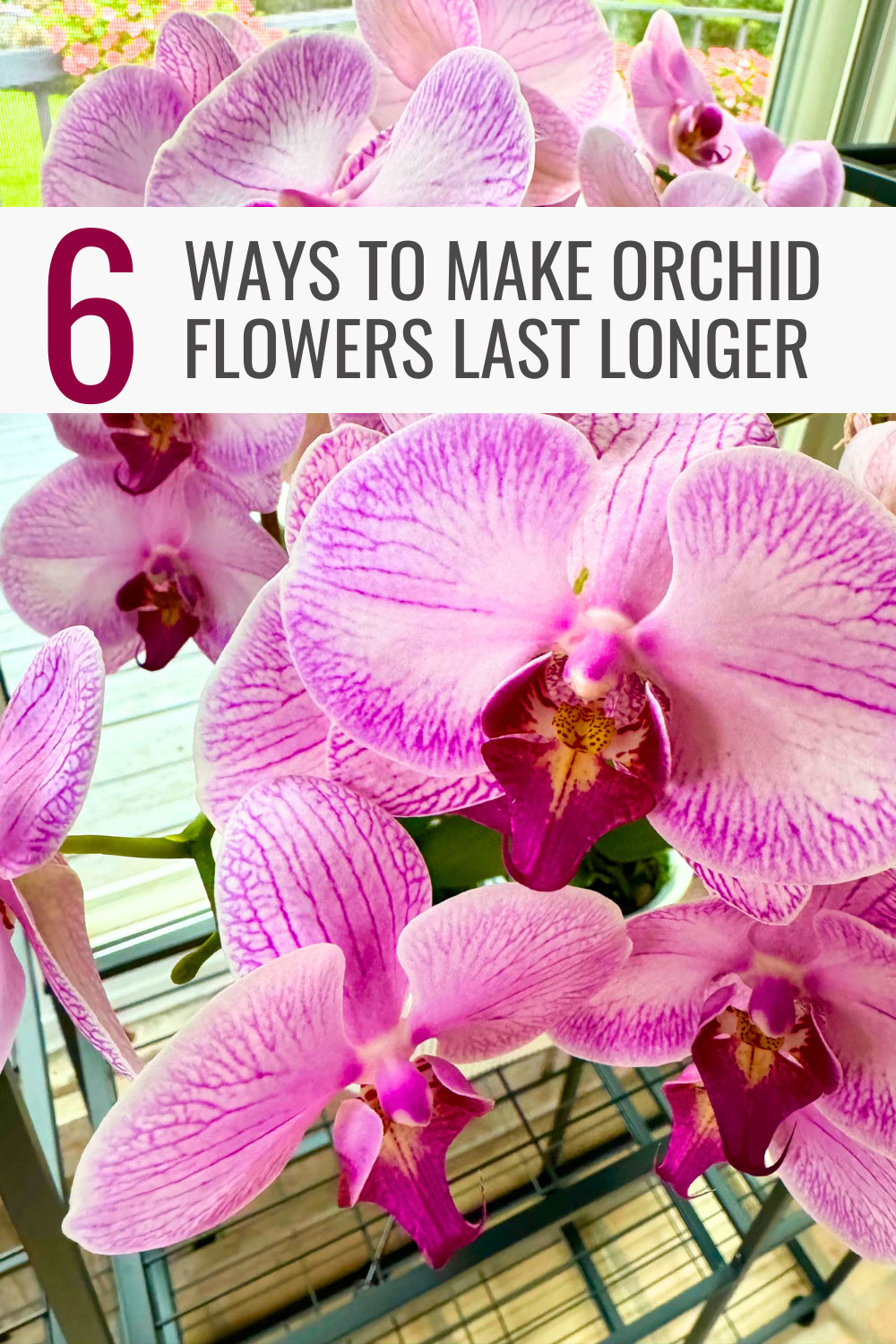 make-orchid-flowers-last-longer