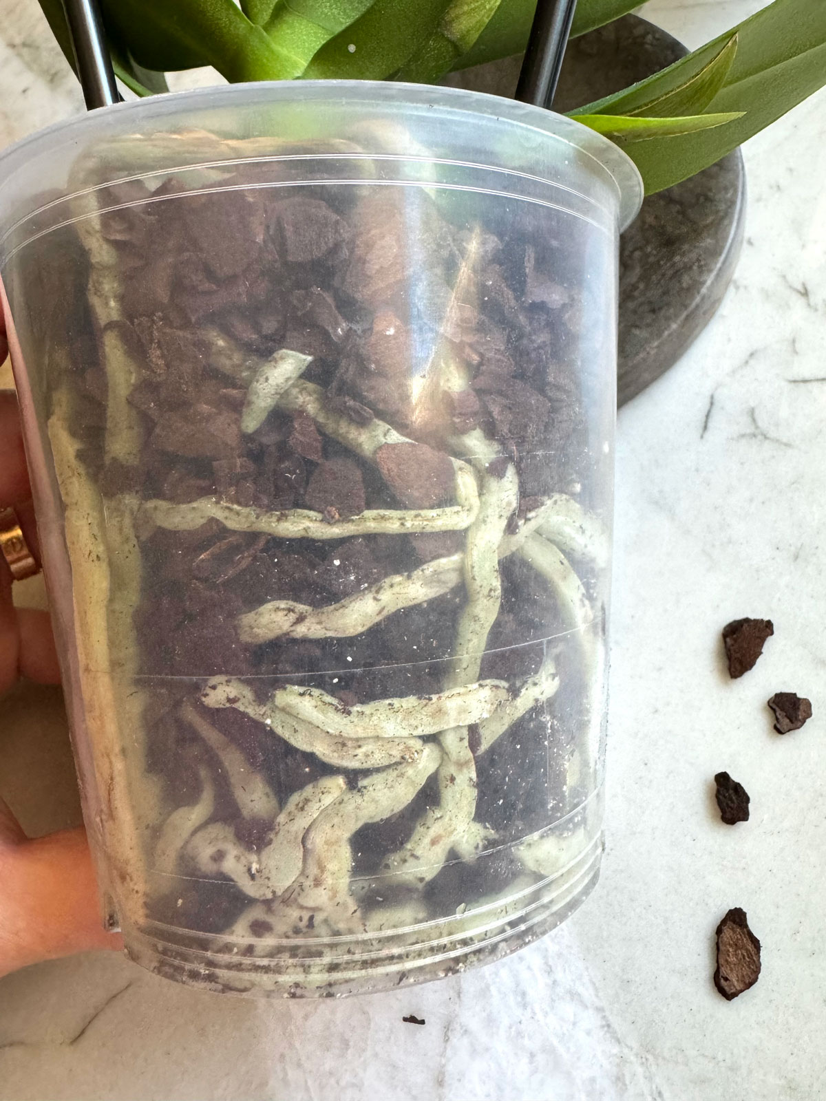 make-orchid-flowers-last-longer
