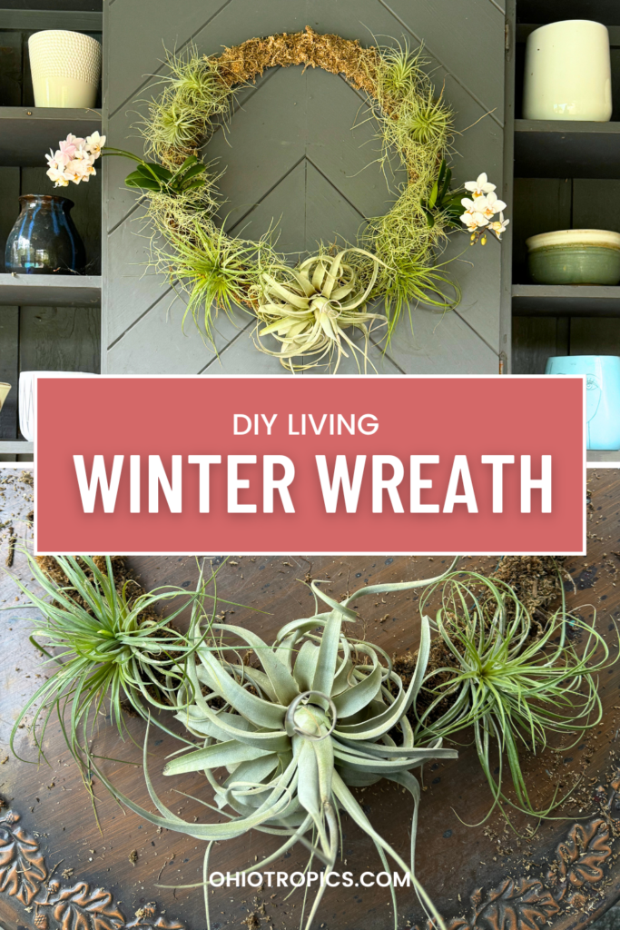 How to Make a Living DIY Wreath With Air Plants