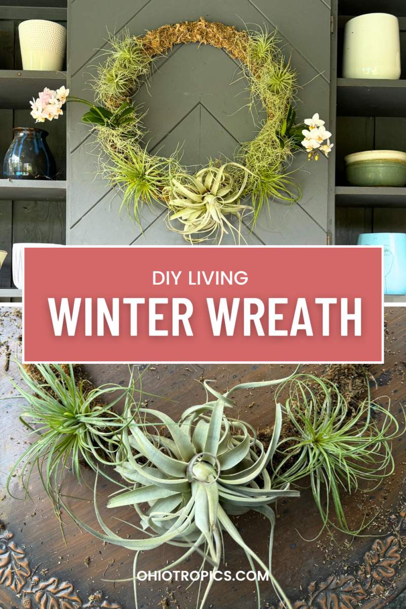 How to Make a Living DIY Wreath With Air Plants