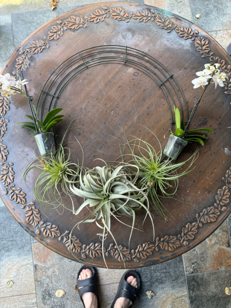 How to Make a Living DIY Wreath With Air Plants