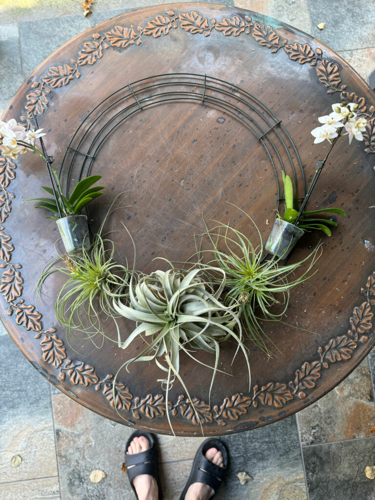 How to Make a Living DIY Wreath With Air Plants