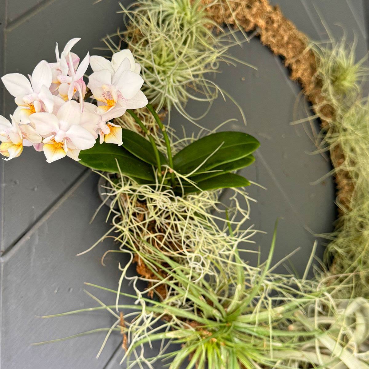 How to Make a Living DIY Wreath With Air Plants