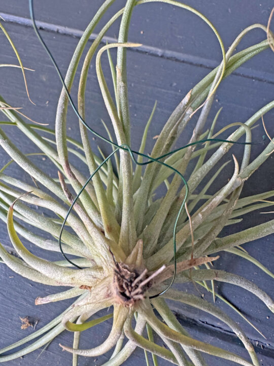How to Make a Living DIY Wreath With Air Plants