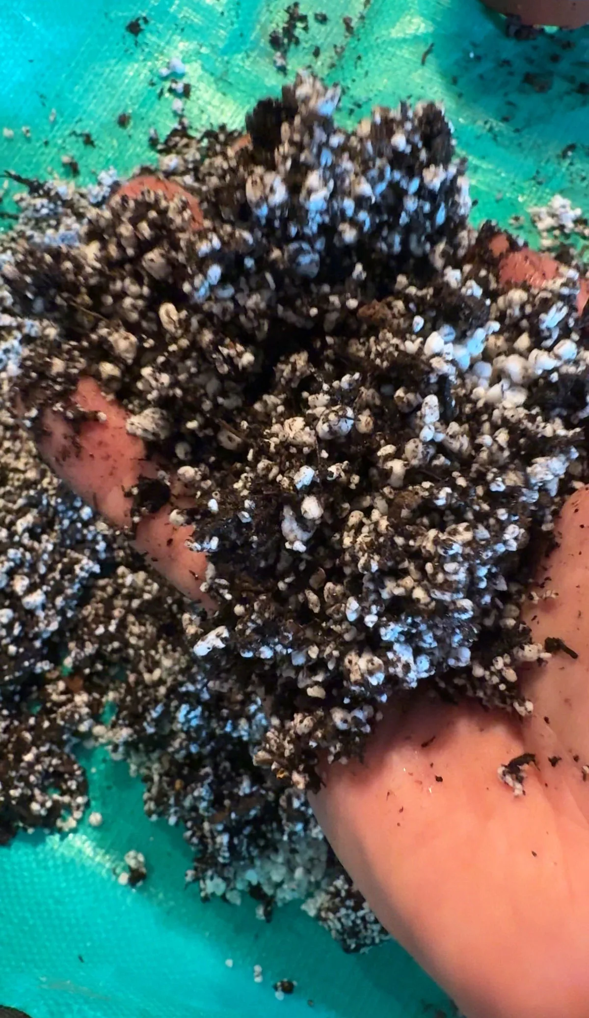 african-violet-soil-mix