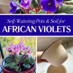african-violet-self-watering-pots