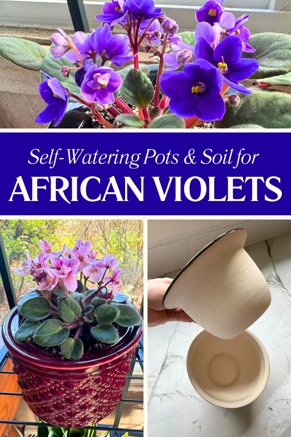 african-violet-self-watering-pots