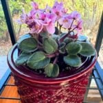 African Violets in Self-Watering Pots: 4 Steps to Success african-violet-self-watering-pot-1200x1200
