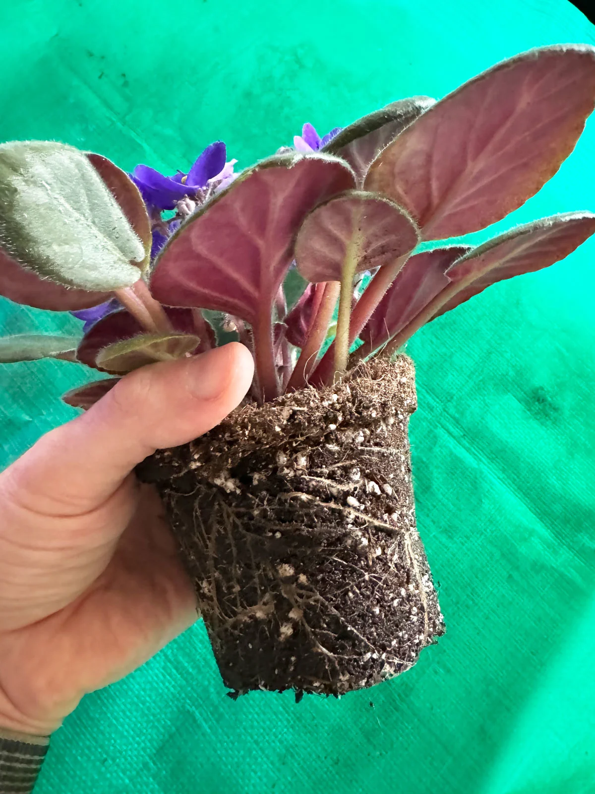 repotting-african-violet