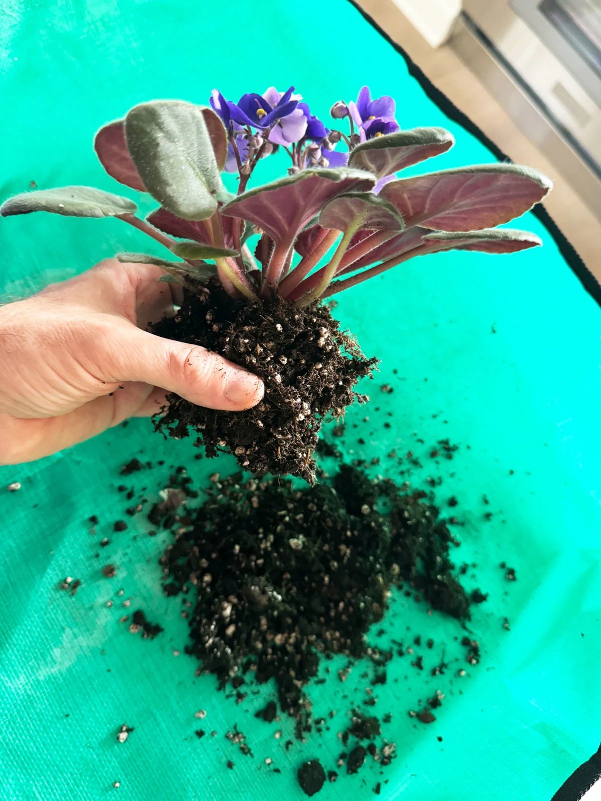 repotting-african-violet