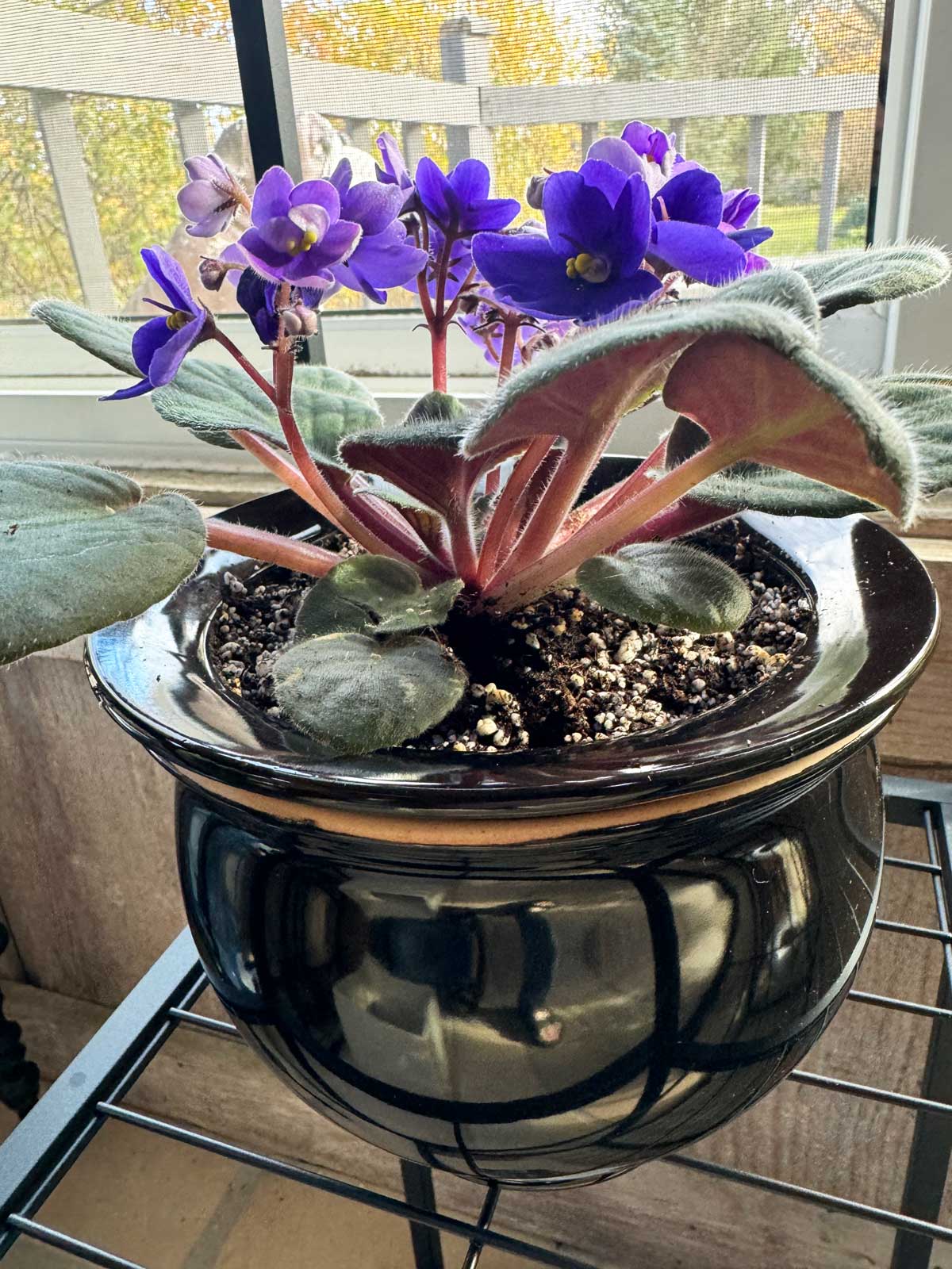 african-violet-self-watering-pot