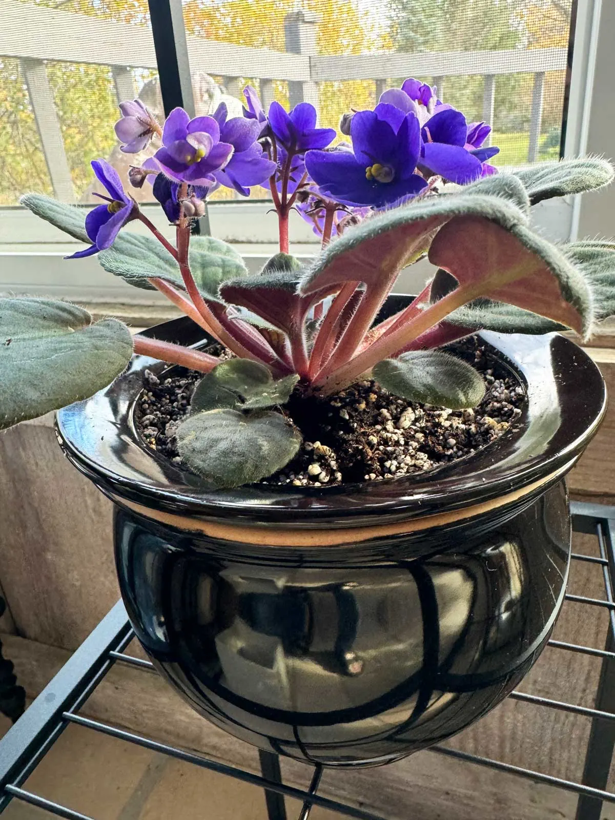 african-violet-self-watering-pot