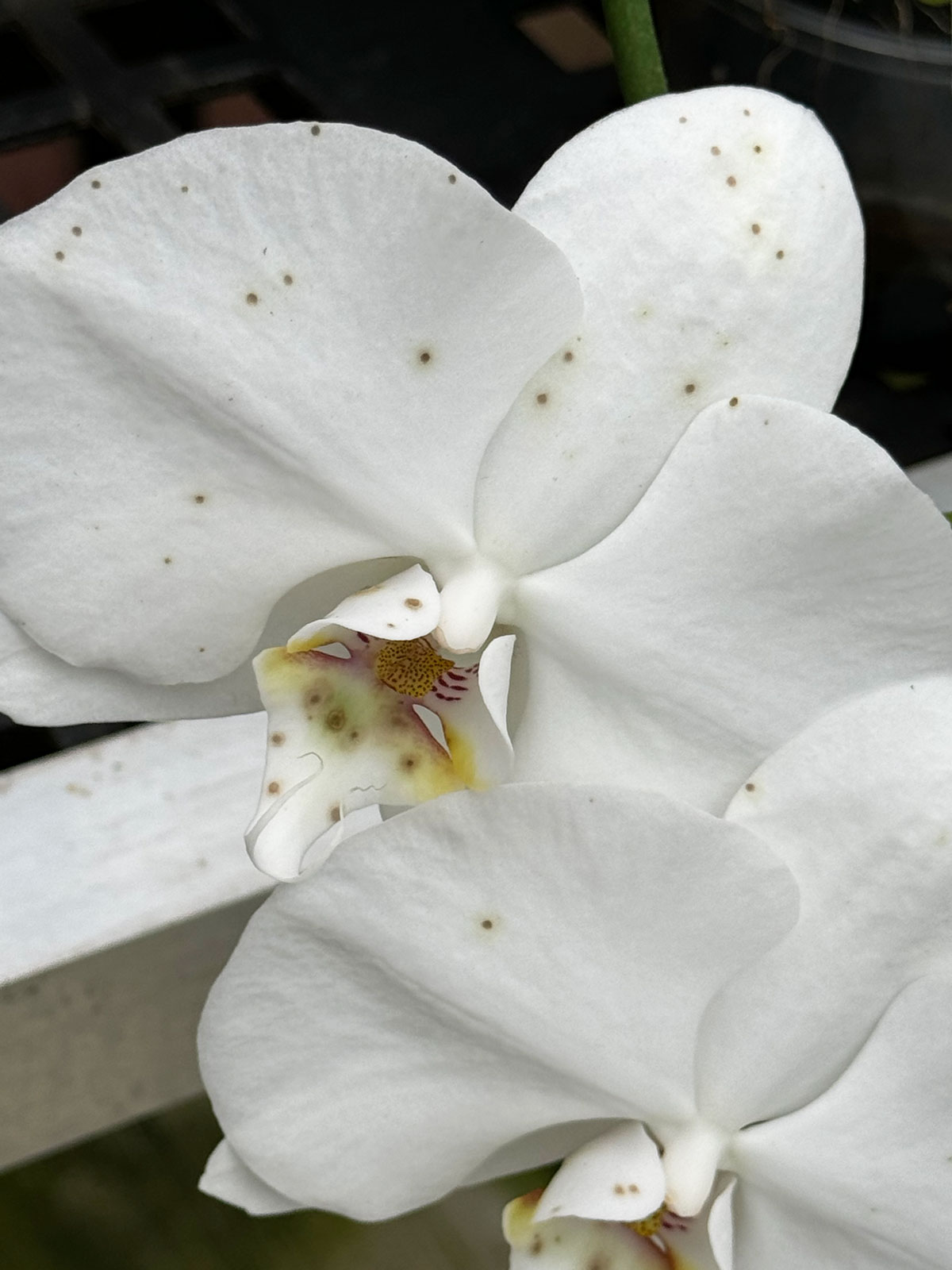 spots-on-orchid-petals