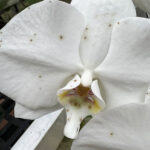 spots-on-orchid-flowers-1200x1200