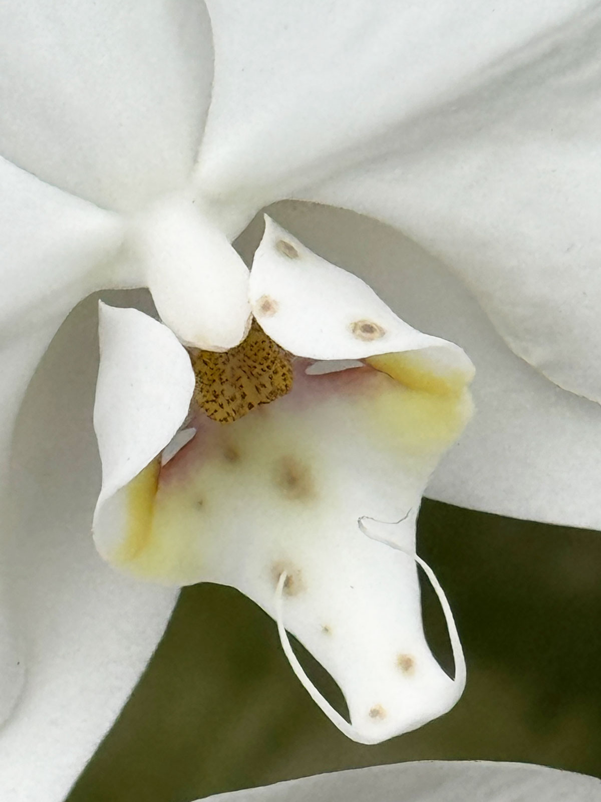 spots-on-orchid-flowers-pictures