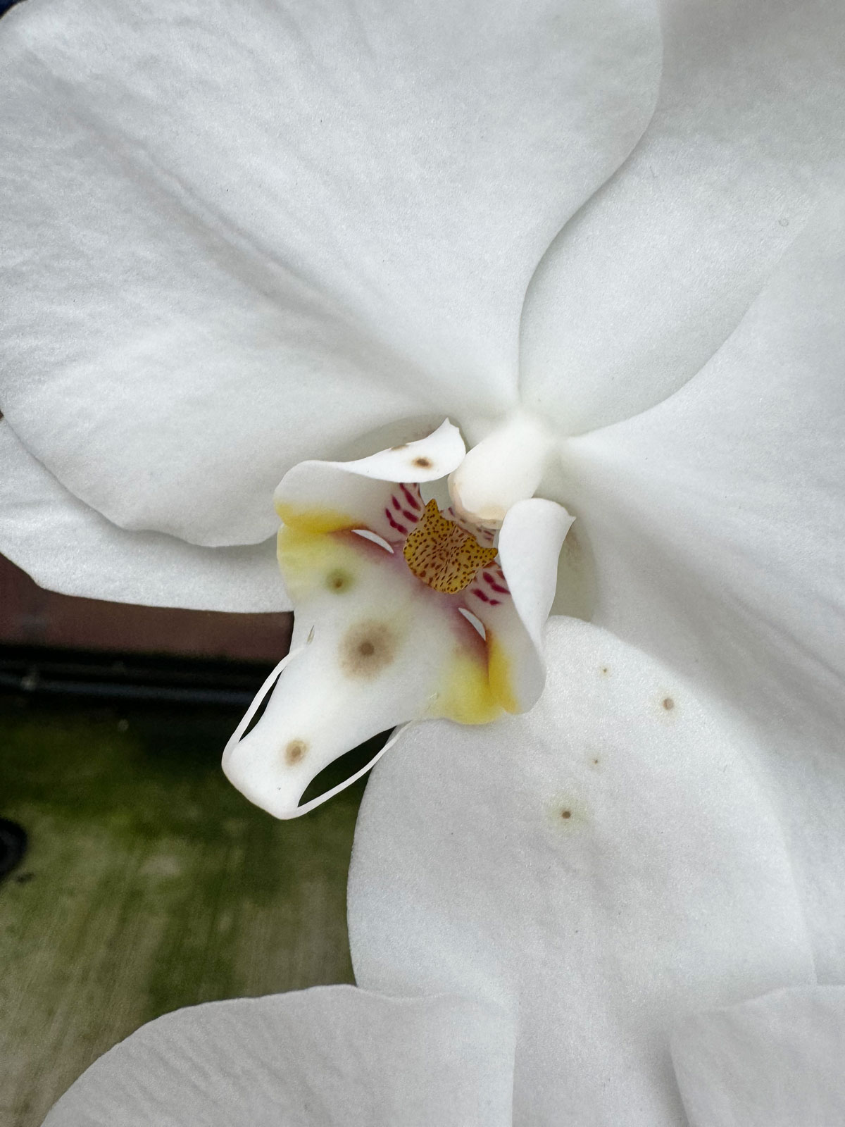 brown-spots-on-orchid-flowers