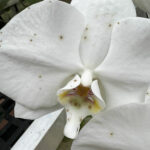 botrytis-phalaenopsis-flowers