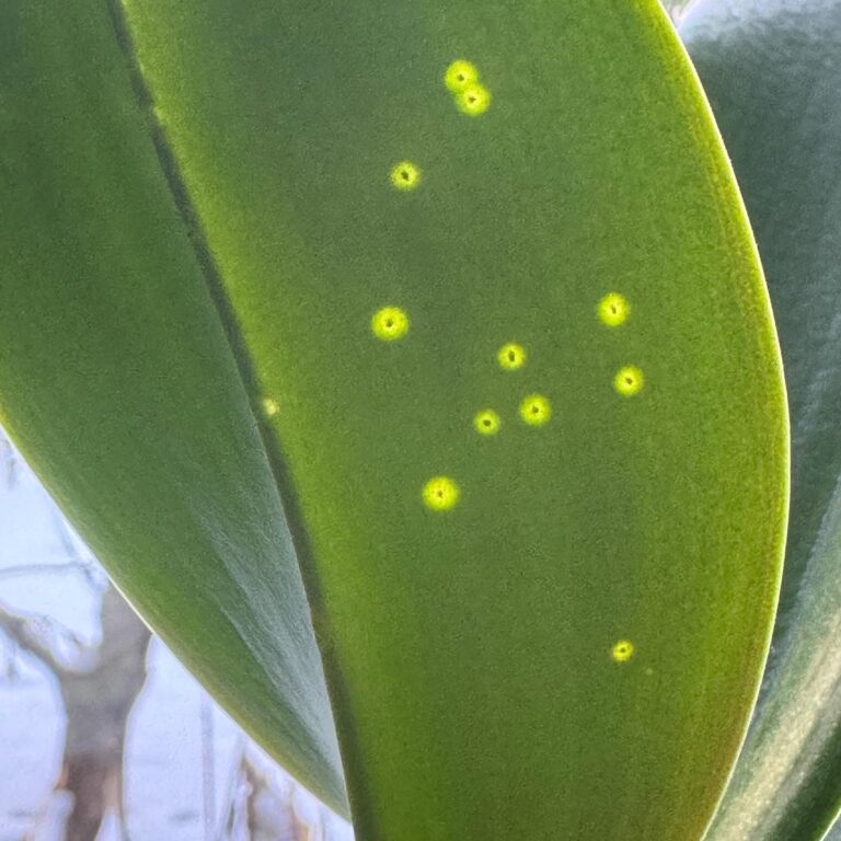 Do Stink Bugs Attack Orchid Plants?