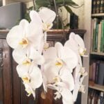 How to Convert Orchids to Water Culture: 3 Easy Steps water-culture-orchid-1200x1200