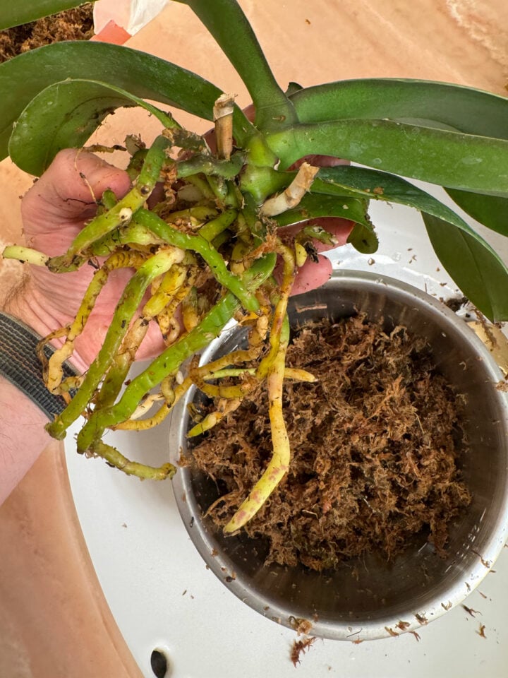 how-to-convert-orchids-to-water-culture-3-easy-steps
