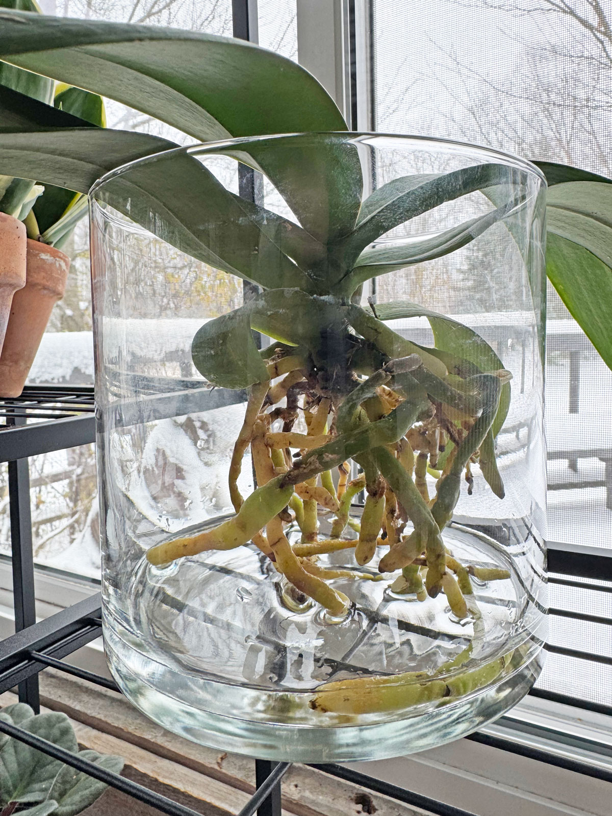 How you can Convert Orchids to Water Tradition: 3 Simple Steps