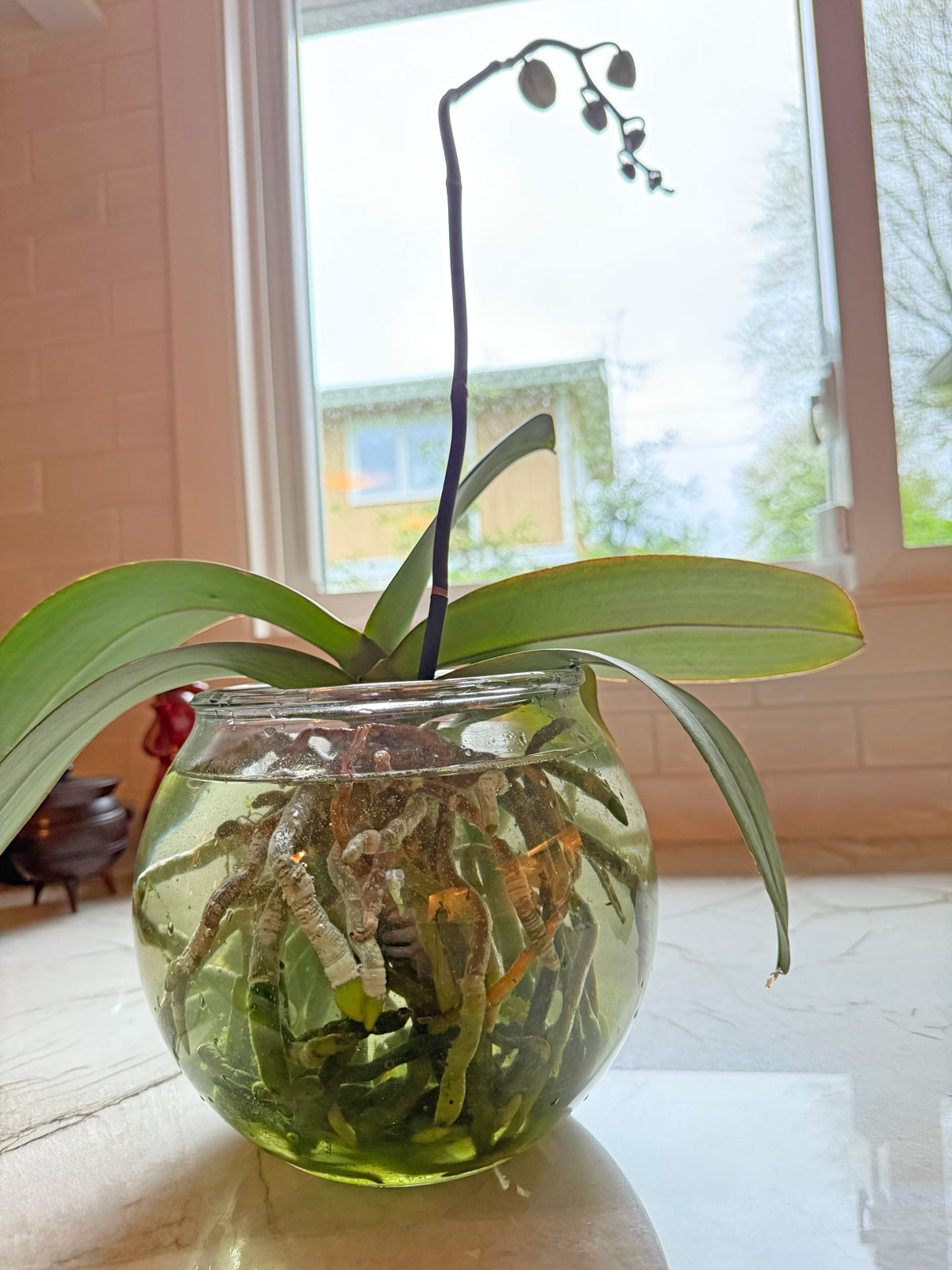 ohio-tropics-water-culture-orchid