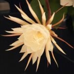 12 Beautiful Indoor Plants that Flower + Care Tips epiphyllum-1200x1200