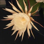 12 Beautiful Indoor Plants that Flower + Care Tips epiphyllum-houseplants-that-flower