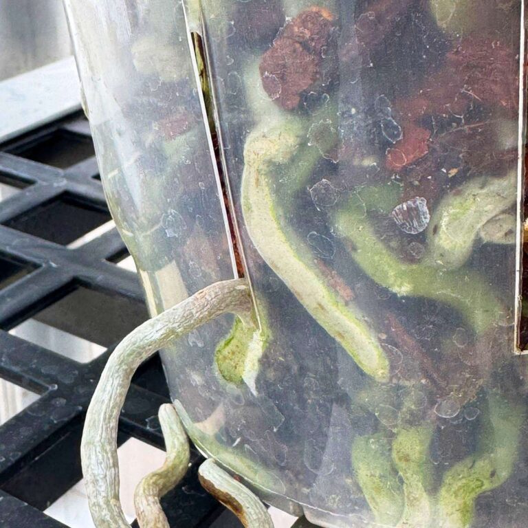 Orchid Pots With Holes on the Side: What to Be Aware Of