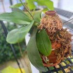 7 Fun Ways to Grow and Display Phalaenopsis Orchids ways-to-grow-orchids-1200x1200