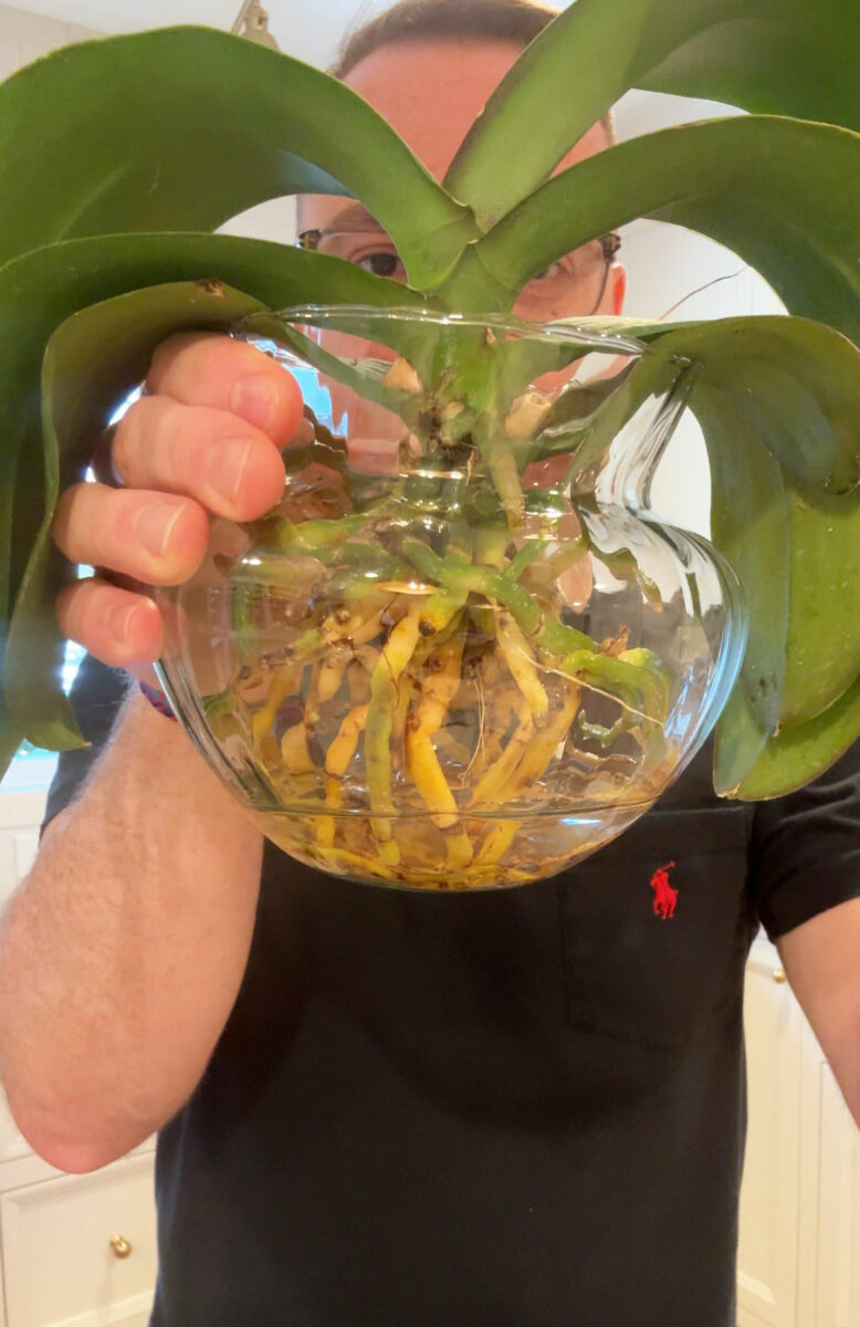 Unbelievable Secret to Growing Phalaenopsis Orchids Like a Pro!