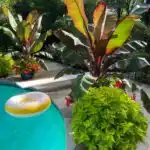 banana-poolside-plants