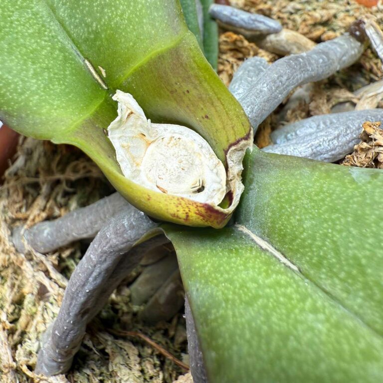 Moth Orchids With Damaged Crowns Are Not Necessarily Dead
