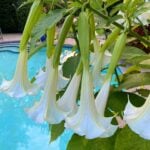 14+ Poolside Plants to Enjoy in Pots or Planters poolside-plants-1200x1200