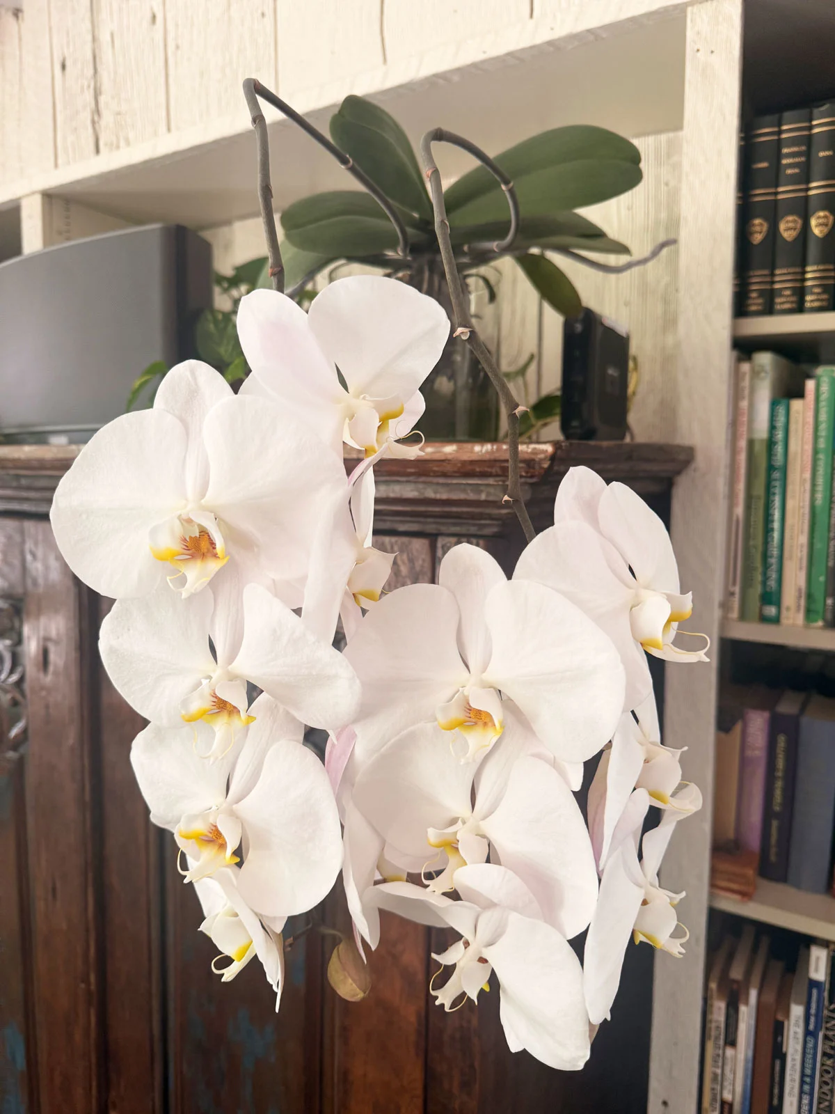 thriving-water-culture-orchid